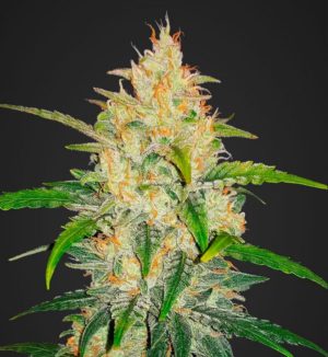 Zkittlez von Fast Buds