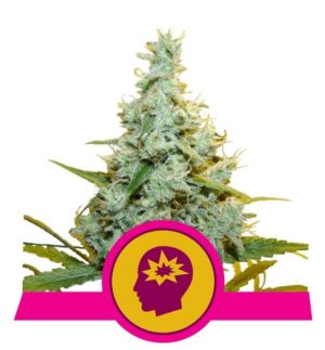 AMG von Royal Queen Seeds