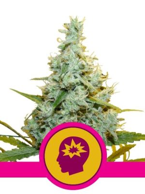 AMG by Royal Queen Seeds