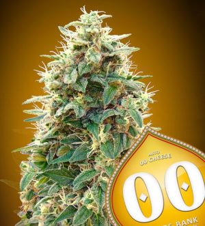 Auto 00 Cheese von 00 Seeds