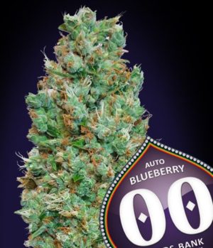 Auto Blueberry von 00 Seeds