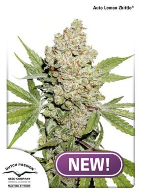 Auto Lemon Kix (Dutch Passion), autofeminisierte Samen