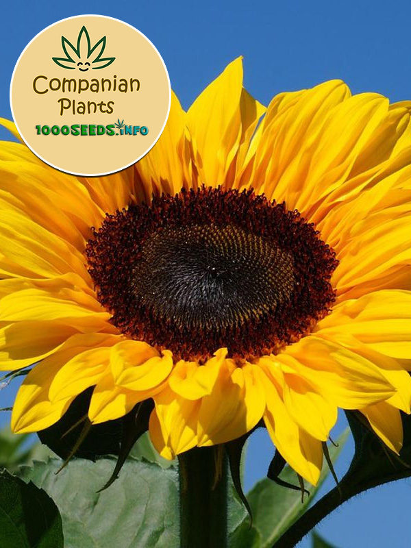 Companian-Plant-Sonnenblume