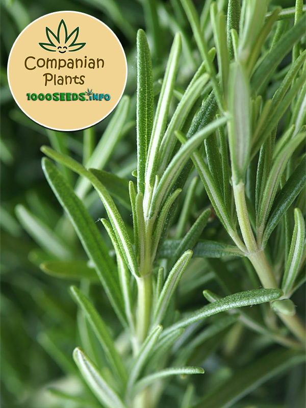 Companian-Plant-rosmarie