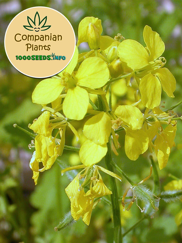 Companian Plant White Mustard