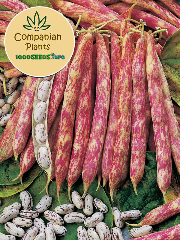 Companian-Plants-Borlotto-Bohnen