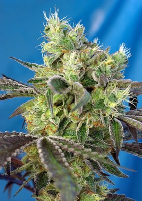 Do-Sweet-Dos von Sweet Seeds