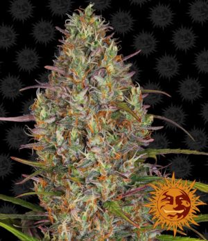 Glue Gelato Auto von Barneys Farm