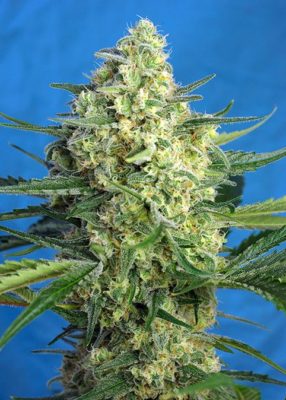 Jack 47 XL Auto von Sweet Seeds