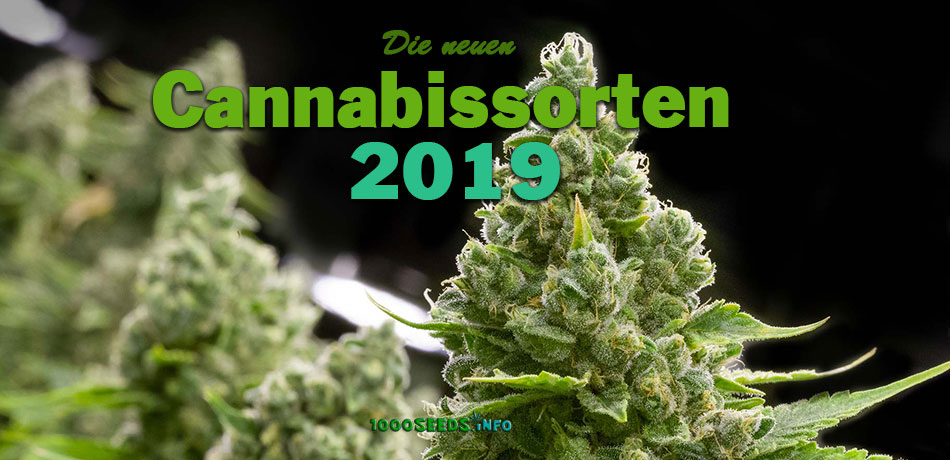 Neue-Cannabissorten-2019