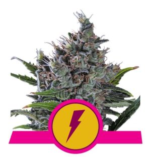 North Thunderfuck von RQS