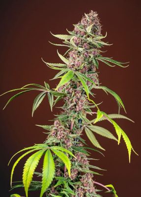 Red Mandarine Fast Version