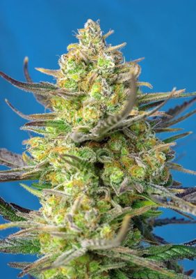 Sweet Cheese XL Auto