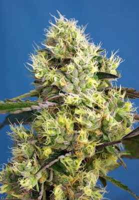Sweet Gelato Auto von Sweet Seeds
