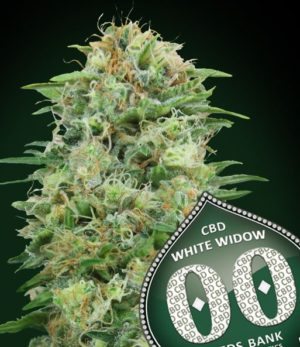 White Widow CBD von 00 Seeds