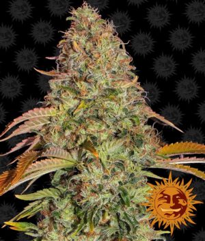 Zkittlez OG Auto von Barneys Farm