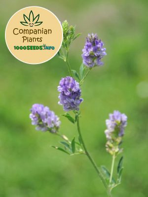 companion-plants-Alfalfa