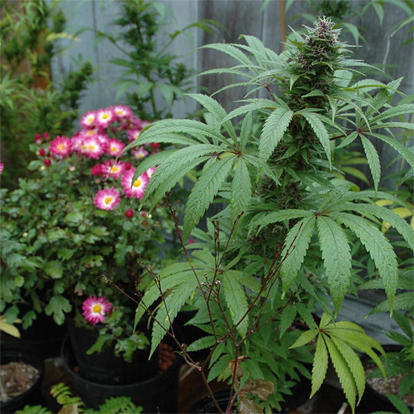 Companion-Planting-Cannabis
