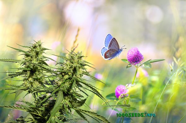 Plantas acompañantes Cannabis