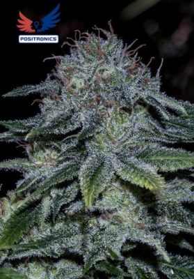 Mystic Cookies von Positronics