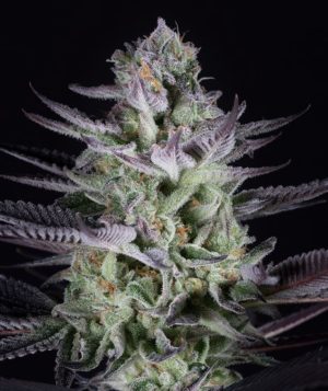 Blueberry Cookies von Dinafem