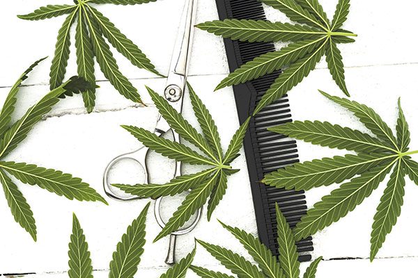 Poda de plantas de cannabis