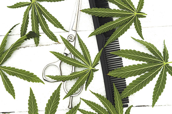 Cannabispflanzen-beschneiden