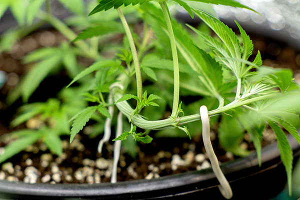 Cannabis runterbinden, Growing