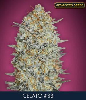 Gelato #33 von Advanced Seeds