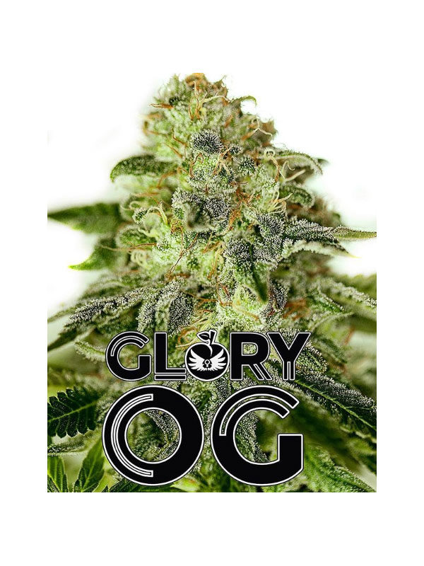 Glory-OG-Positronics