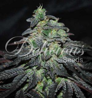 Golosa von Delicious Seeds