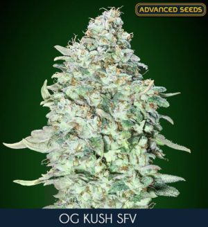 OG Kush SFV von Advanced Seeds