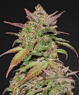 Smoothie von FastBuds