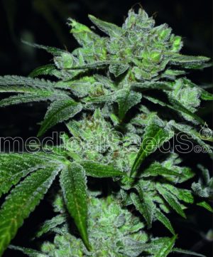 Sour Glue von medical Seeds
