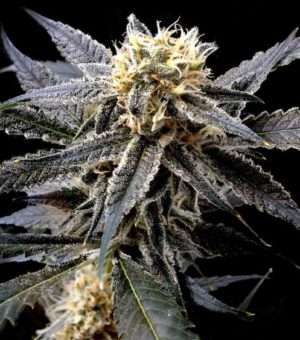 Strawberry Banana von Reserva Privada