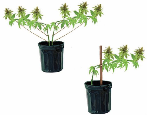 Training Cannabispflanzen