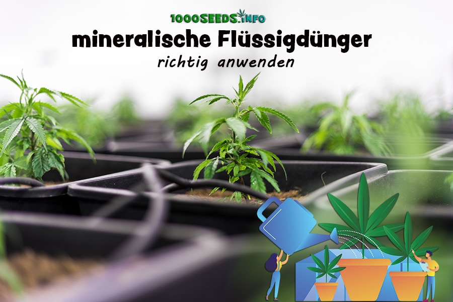 Cannabispflanzen-fertilizer