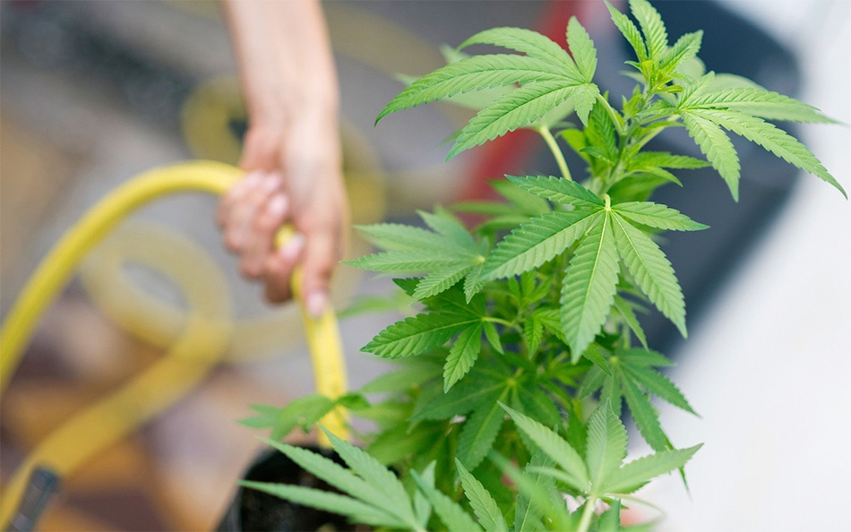 Flushing-Cannabis-plants
