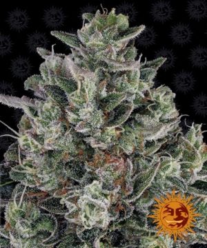 Glookies von Barneys Farm