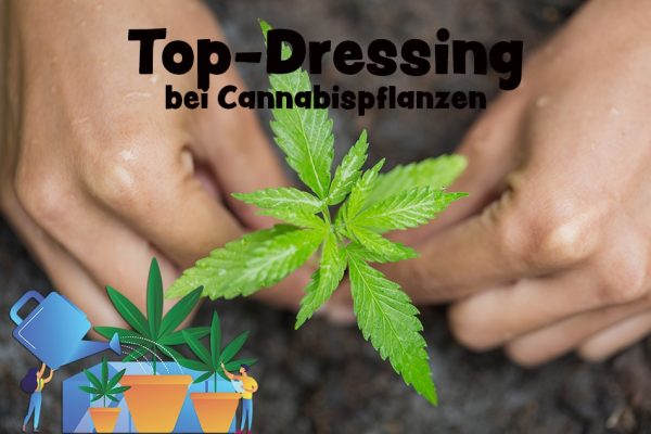 Top-Dressing Cannabispflanzen