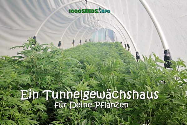 Greenhouse-Hoop-House-Cannabis