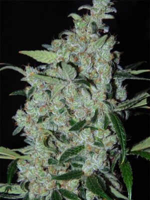 Purple-Mexican