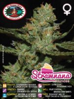 Strawnana-Big-Buddha-Seeds