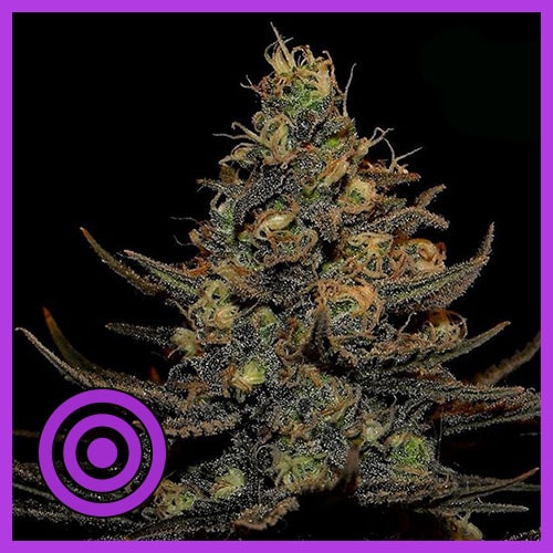 Black-Domina free Seeds