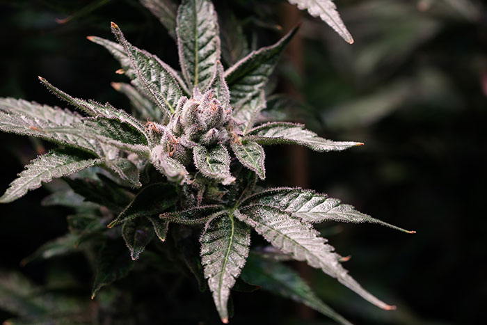 Cannabis-Grow-Sauerstoff