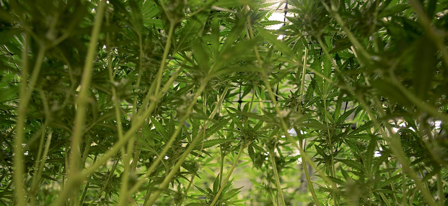 Cannabissamen-im-Bulk