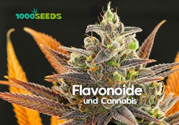 Flavonoide-und-Cannabis