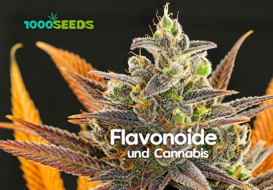 Flavonoide-und-Cannabis