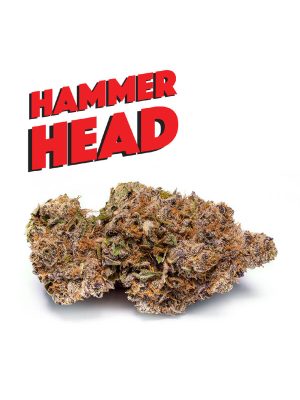 Hammer Head von Phat Panda