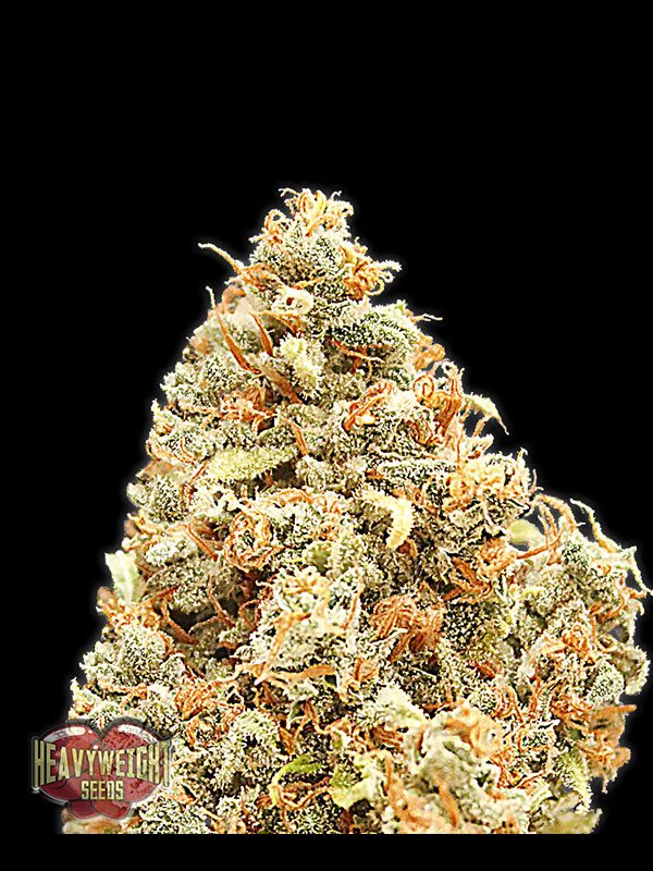 Monster Profit by Heavyweight Seeds